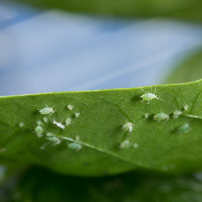 Image 43970264138061