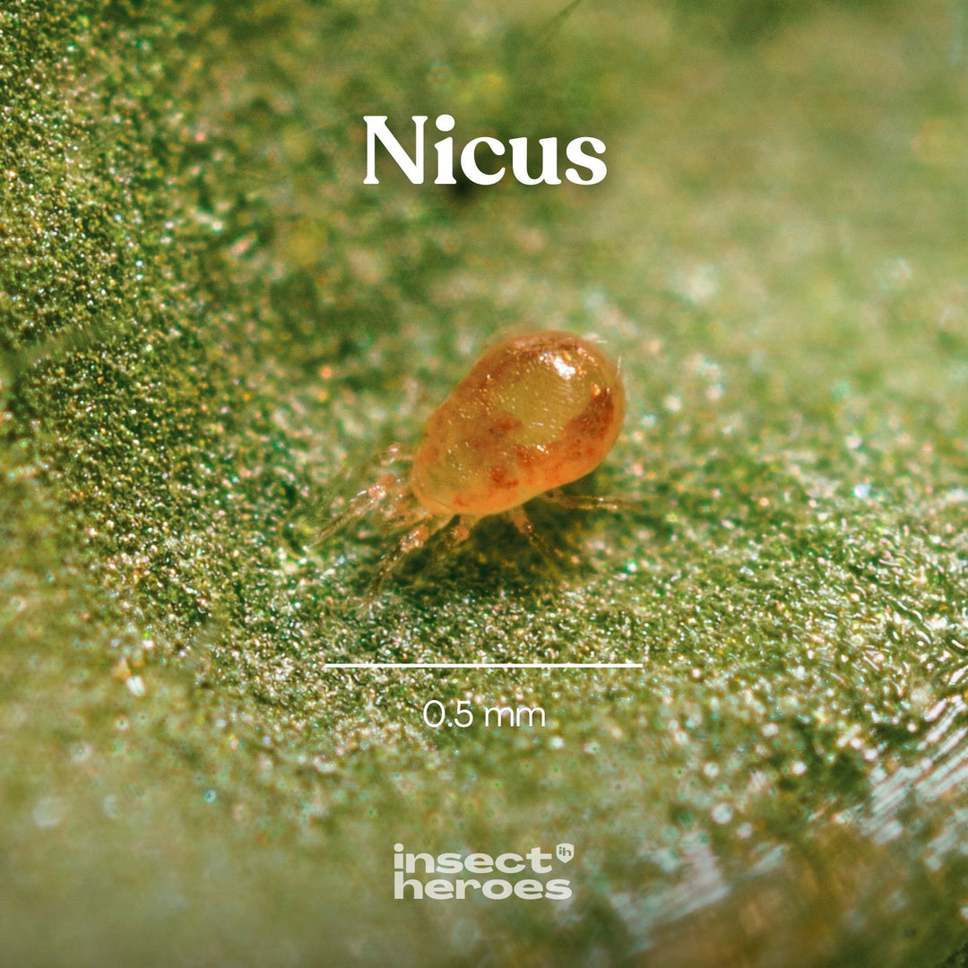 Nicus - Anti araignées rouges