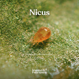 Nicus - Anti araignées rouges