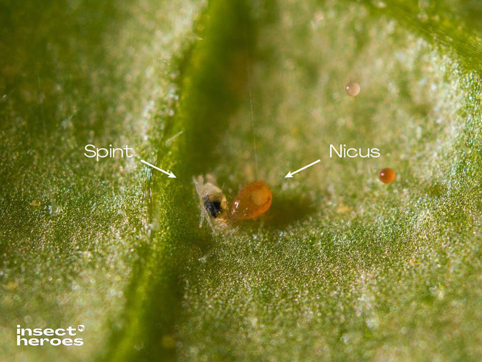 Pack Intensif - Anti-araignées rouges