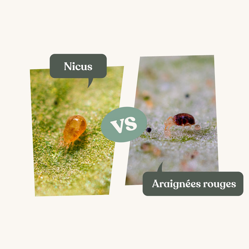 Anti araignées rouges - Nicus