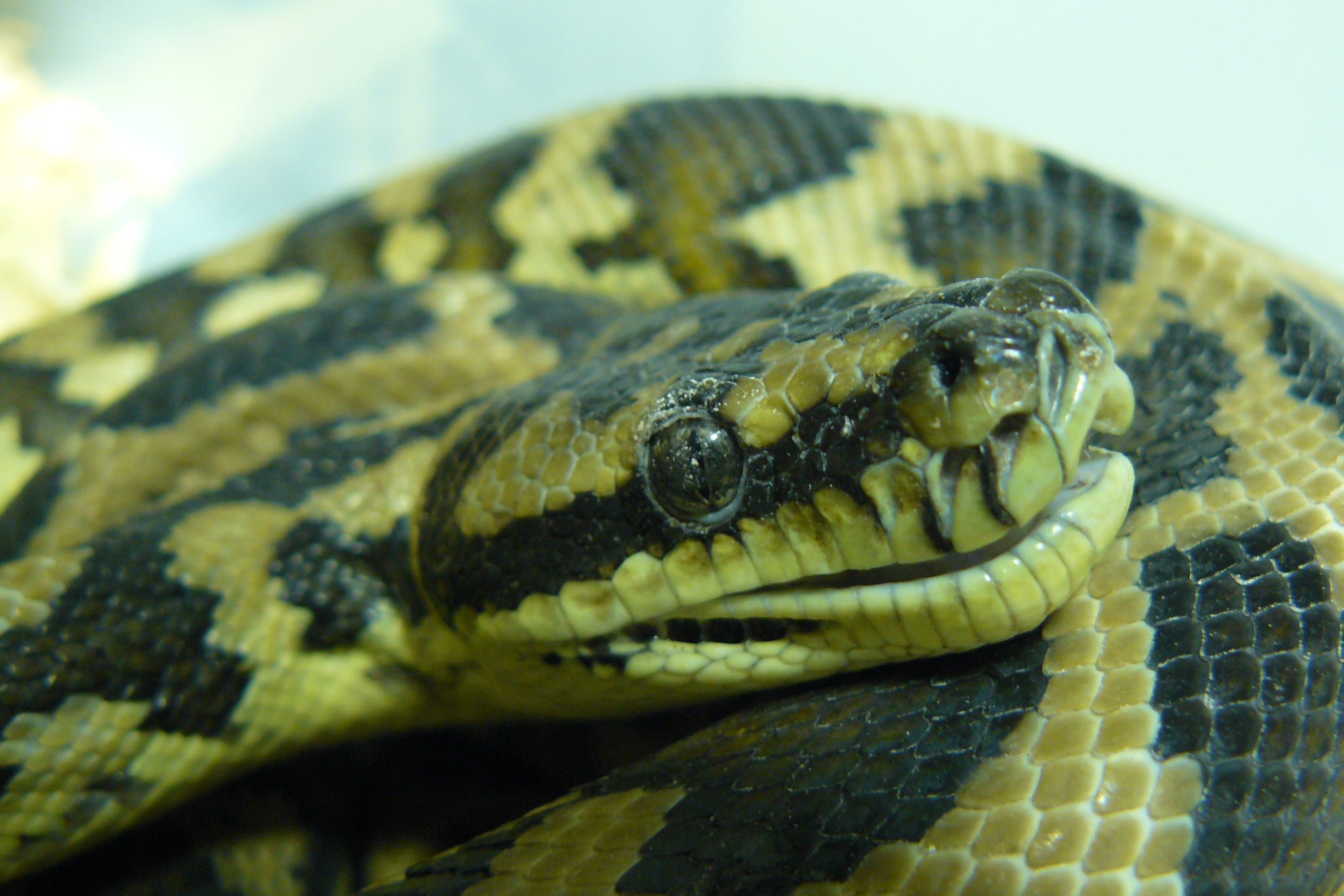 Image 44424380481869