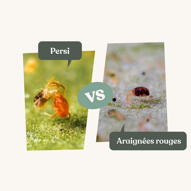 Persi - Anti araignées rouges