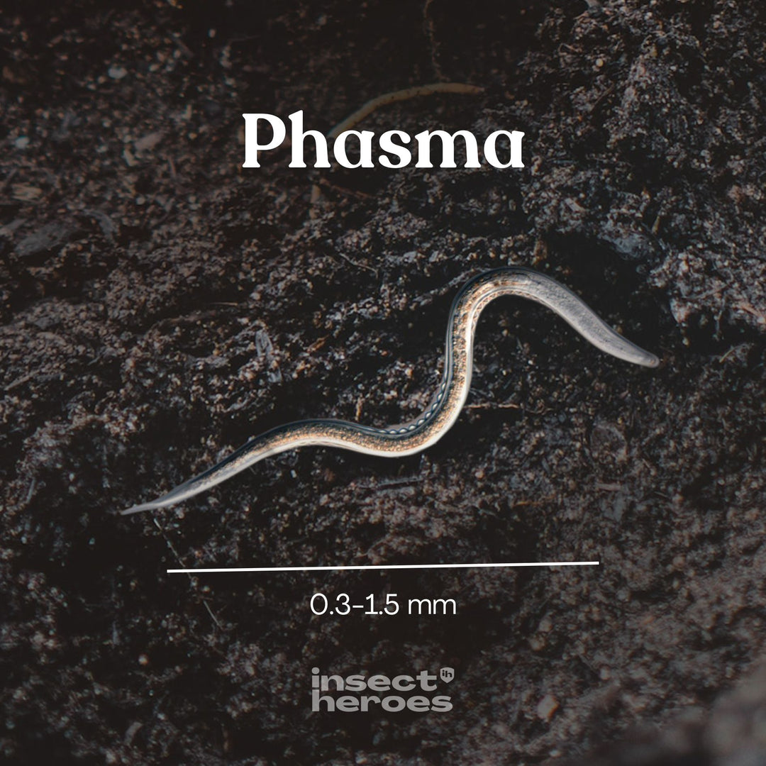Nématodes Phasma - Anti-limace