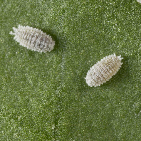 Image 61083833762125