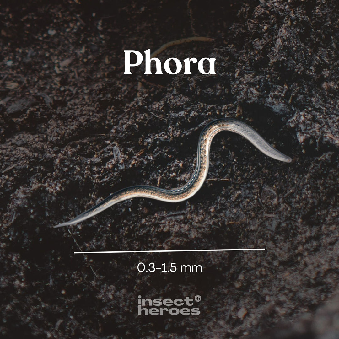 Nématodes Phora