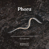 Nématodes Phora