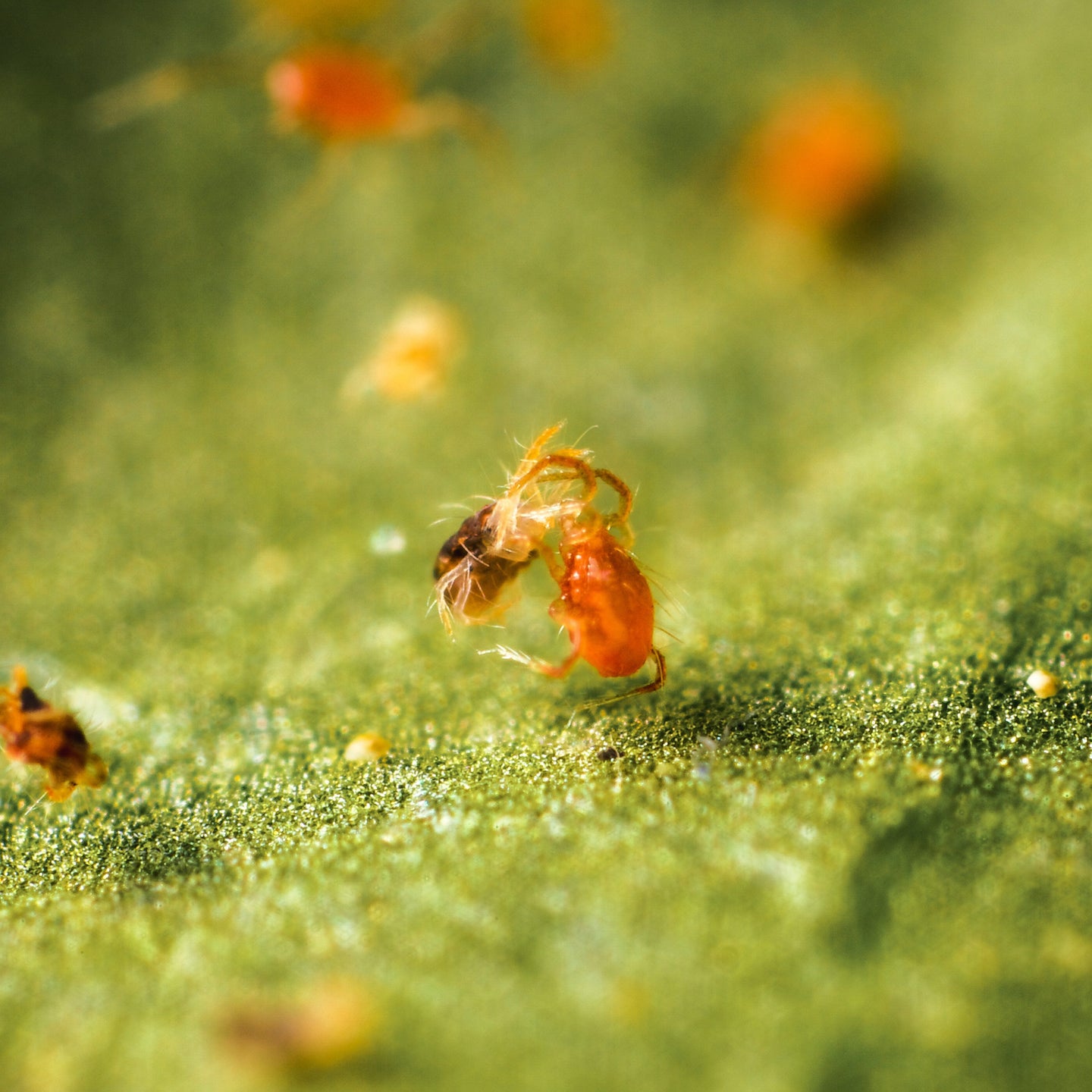 Pack Essentiel - Anti-araignées rouges