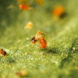 Pack Essentiel - Anti-araignées rouges