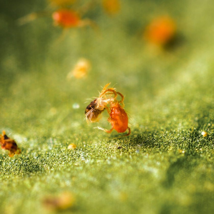 Pack Essentiel - Anti-araignées rouges