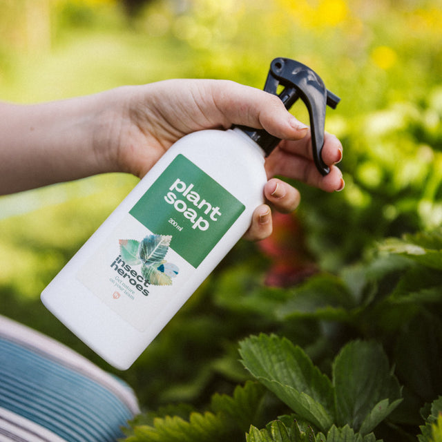 Pack Intensif - Anti-araignées rouges