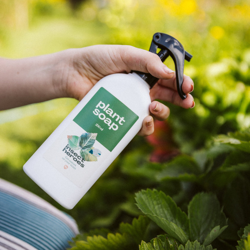 Pack Intensif - Anti-araignées rouges