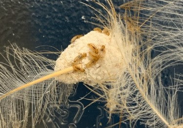 Image 59704814534989