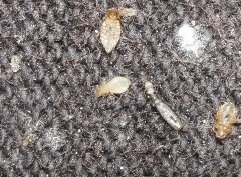 Image 60223403917645