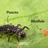 Pack Intensif - Anti-pucerons