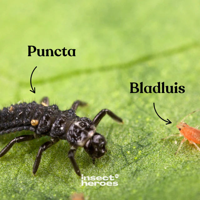 Pack Intensif - Anti-pucerons