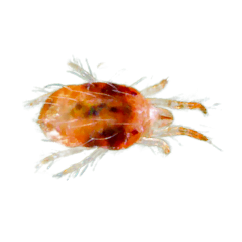 Image 51257473106253