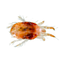Araignées rouges