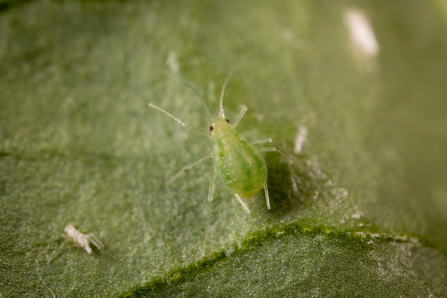 Image 44406347759949