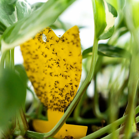 Image 47965851451725