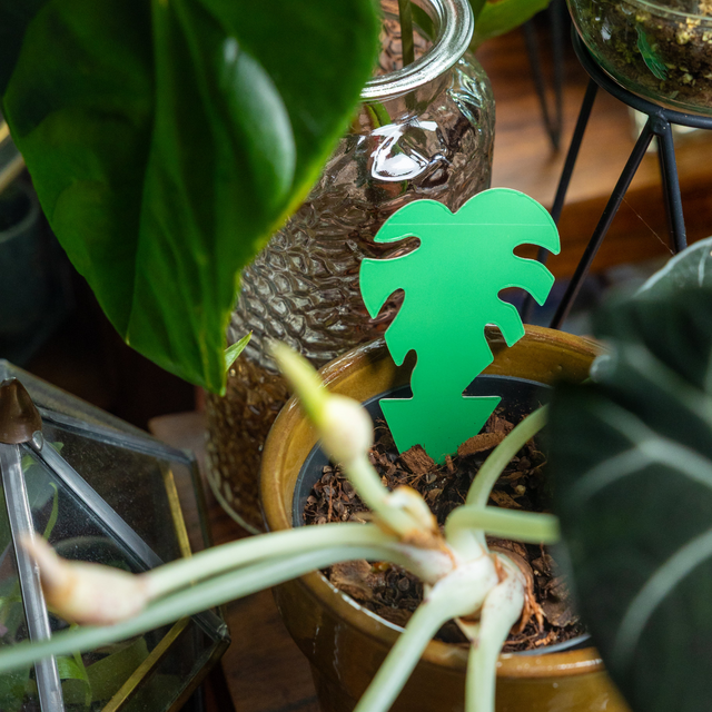 Sticky Leaf Monstera - Pièges à moucherons