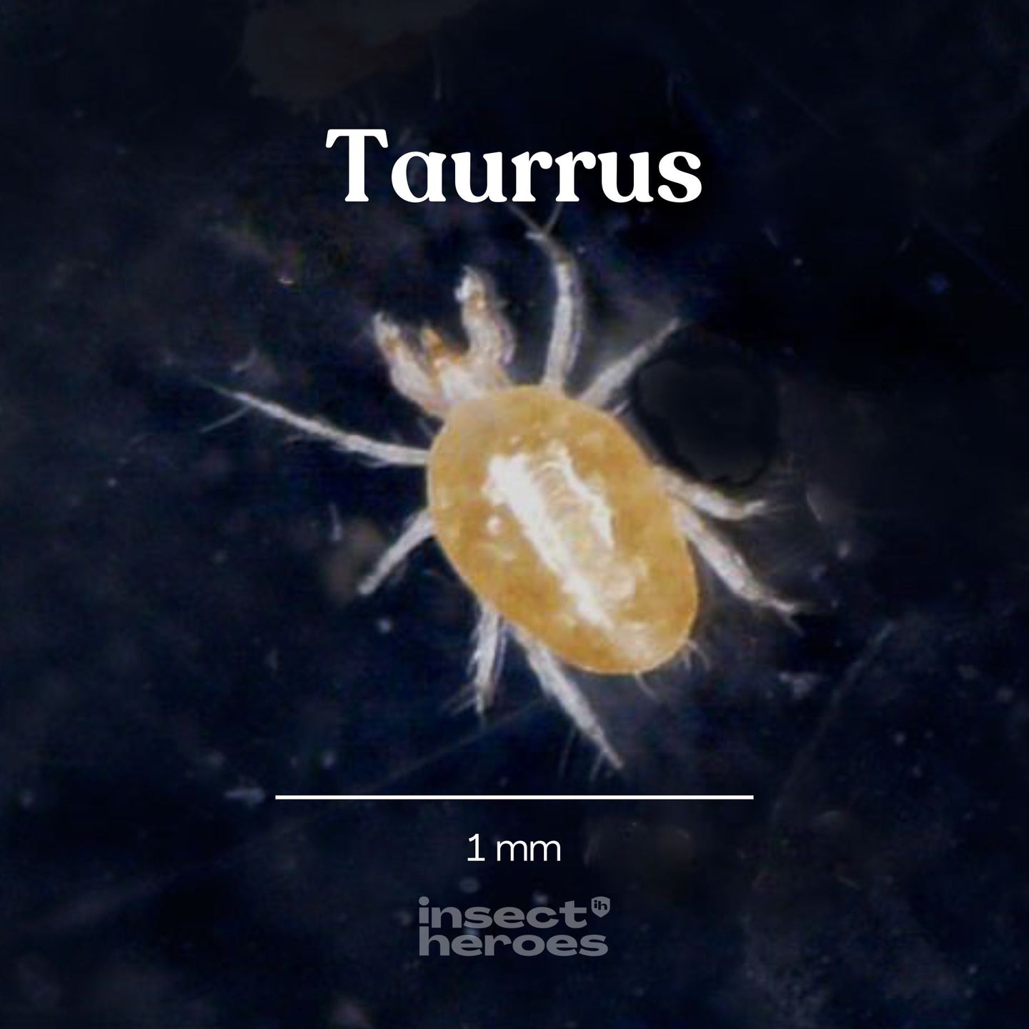 Taurrus - Anti-parasites des terrariums