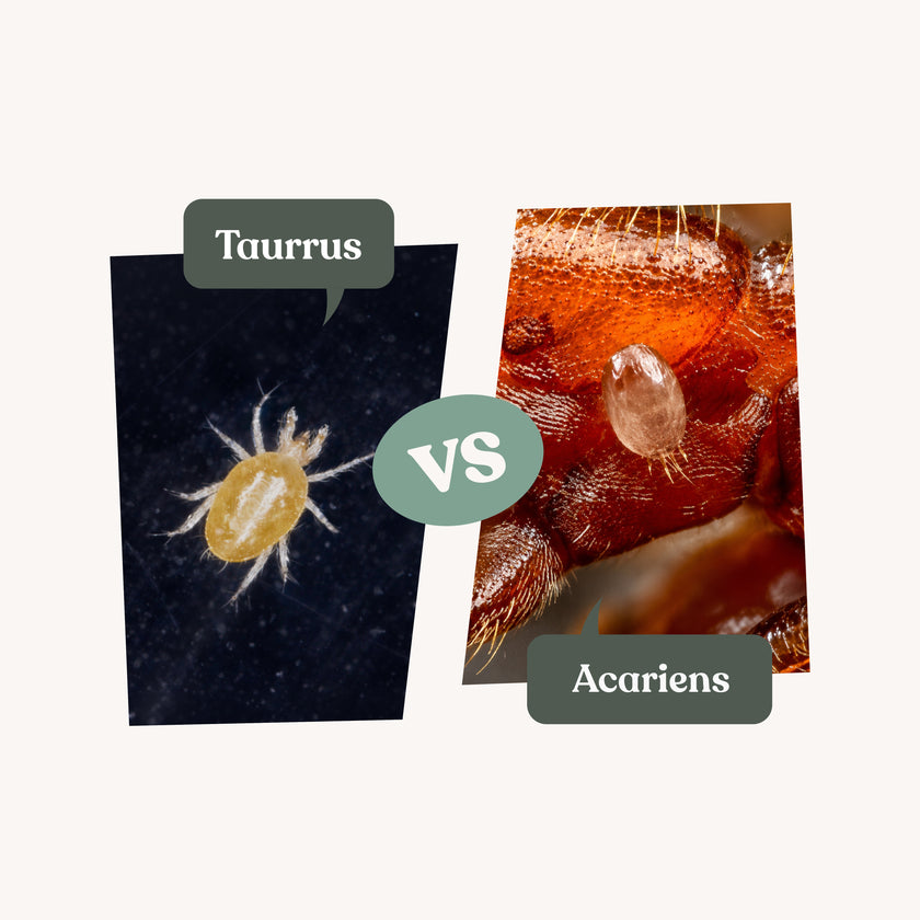 Taurrus - Anti-acariens des fourmis