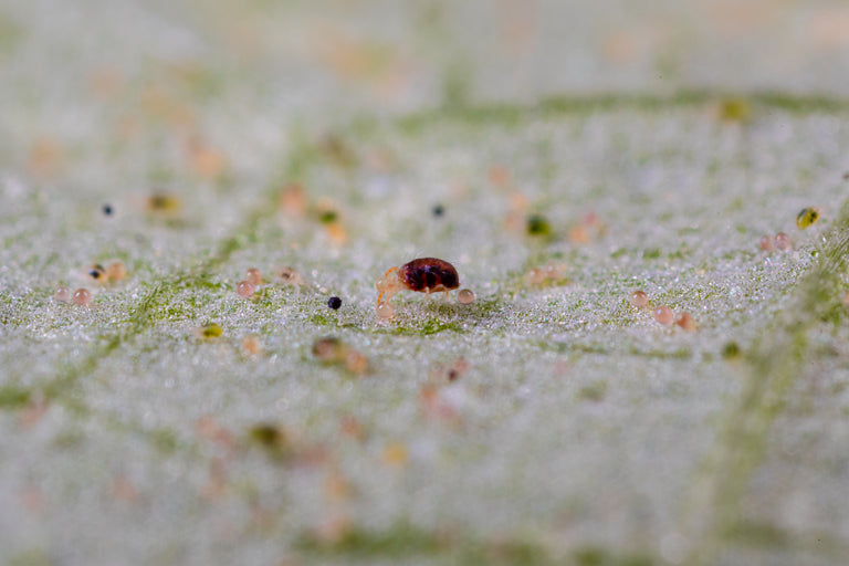 Image 44407852138829