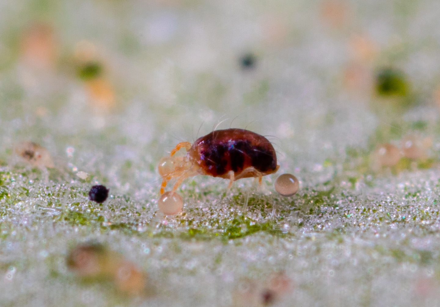 Araignée Rouge - Symptômes & Lutte biologique | Insect Heroes France