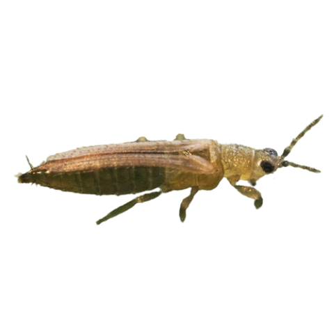 Image 51257472745805