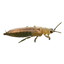 Thrips