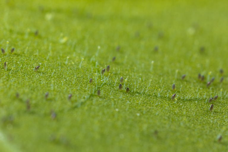 Image 58725746147661