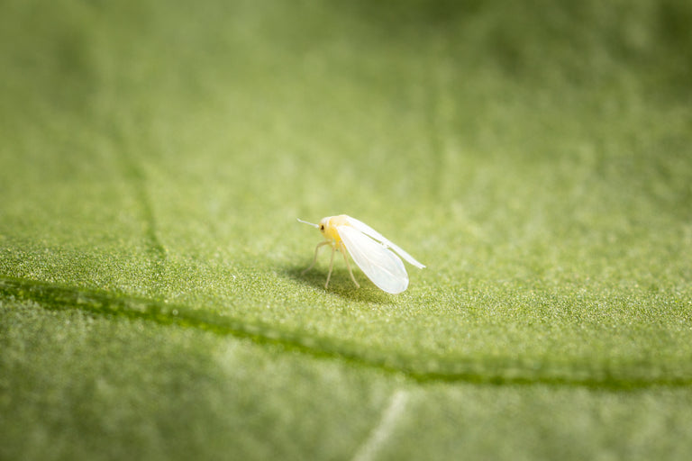 Image 44391695384909