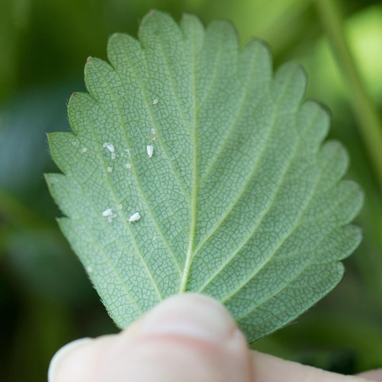 Image 43970219180365