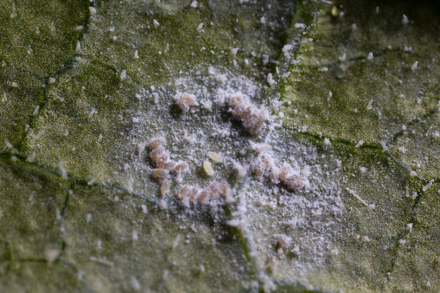 Image 44391798178125