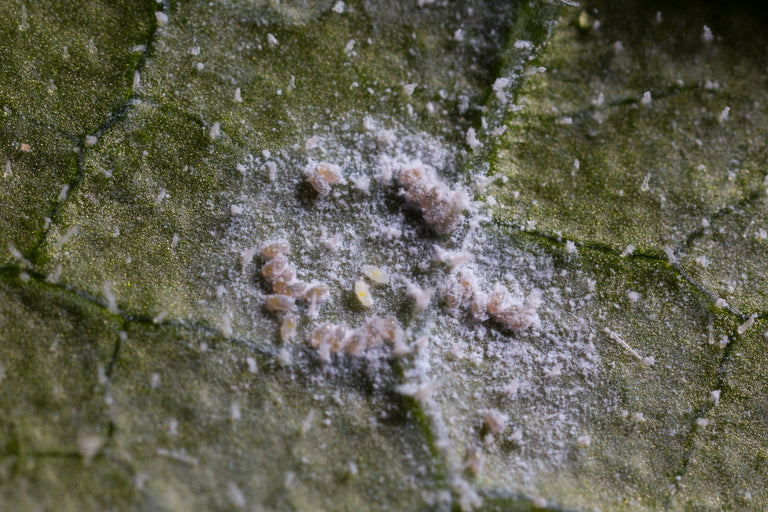 Image 58714209124685