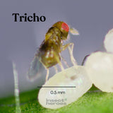 Tricho - Anti-mites des vêtements