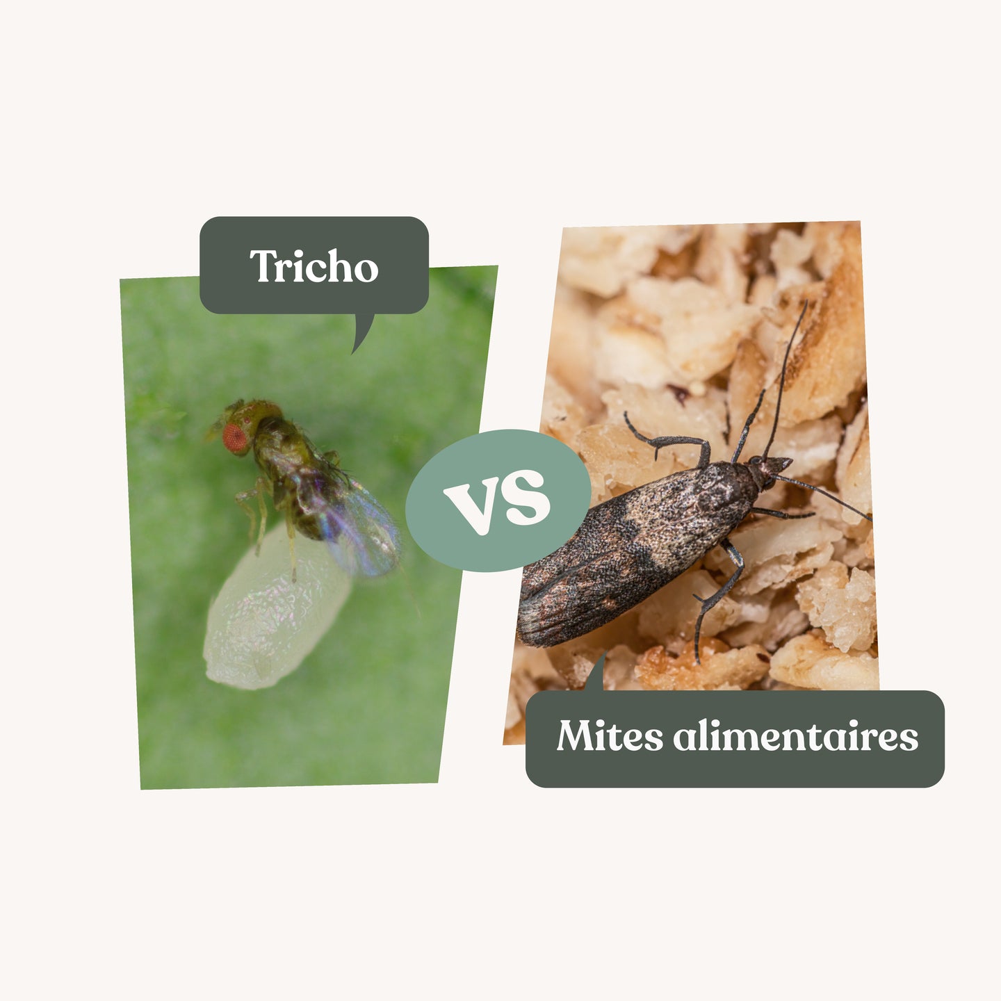 Tricho - Anti-mites alimentaires