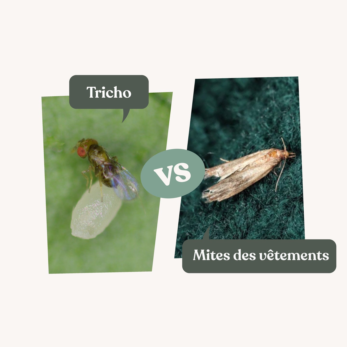 Tricho - Anti-mites des vêtements