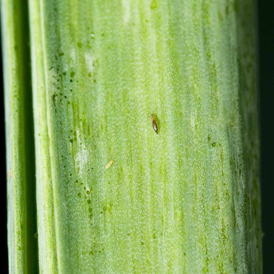 Image 43970199814477