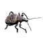 Otiorhynques de la vigne