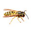 Guêpes
