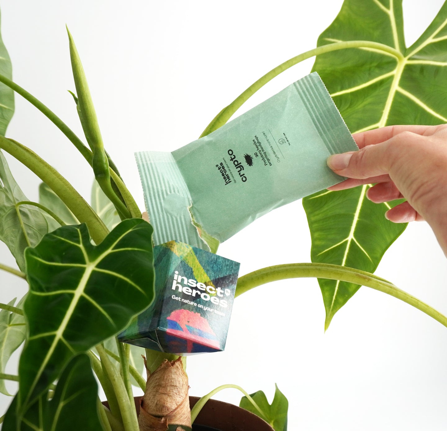 Pack Essentiel - Anti-cochenilles farineuses