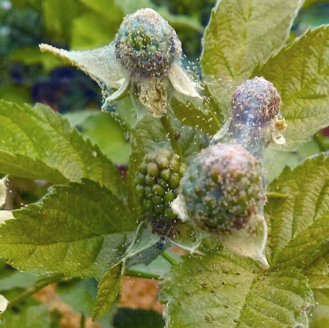 Image 43970225897805