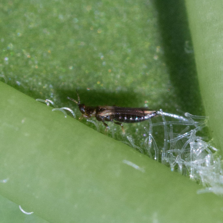 Image 43970235793741