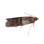 Mites alimentaires