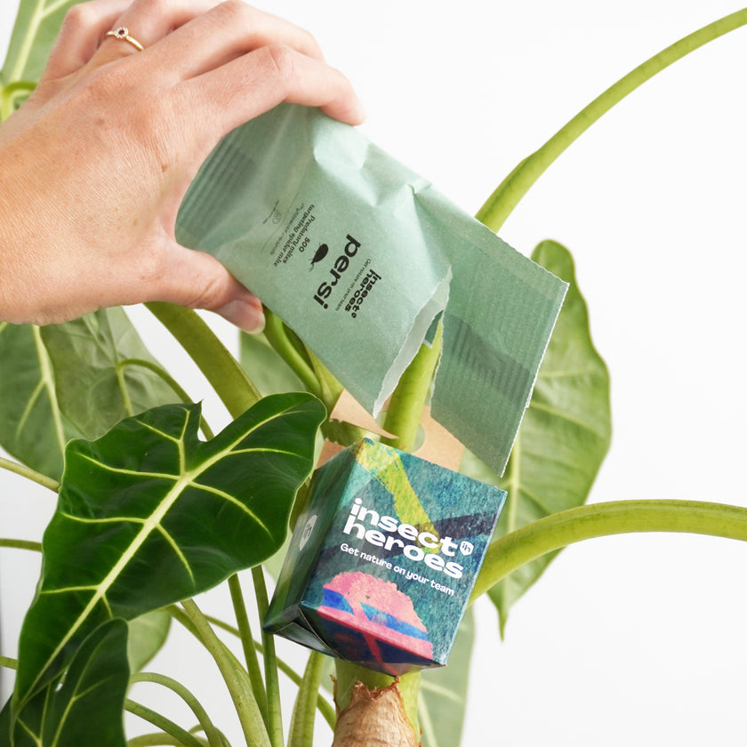 Boxi - Boite de diffusion