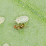 Tricho - Anti-mites des vêtements
