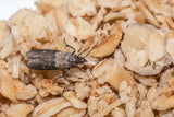 Appât - anti mites alimentaires
