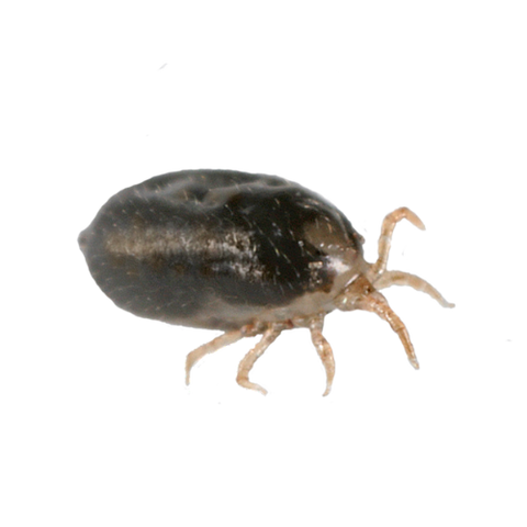 Image 58290050433357